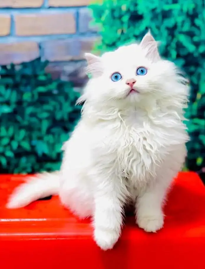 Persian Female kitten for sale 03262468312
