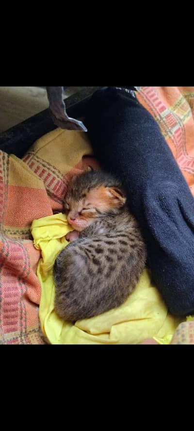 free baby kitten