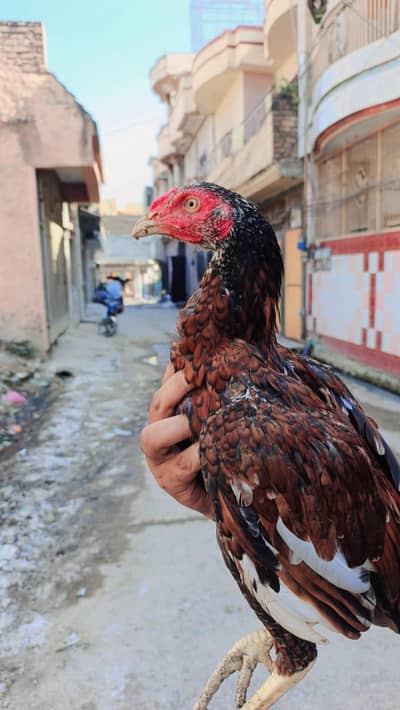 pure homebreed mainwali bht ala so reasonable price03145489284 whatsap