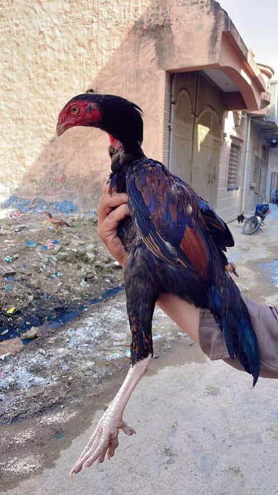 pure homebreed mainwali bht ala so reasonable price03145489284 whatsap