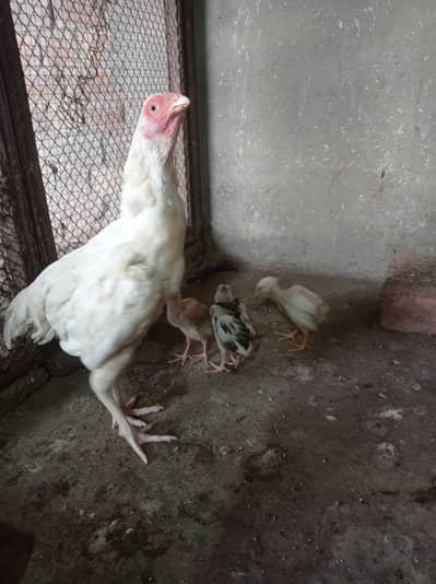 Aseel hen for sale 03124499315 cntct nmb