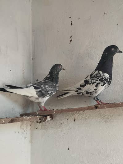 2 breeder pair for sale