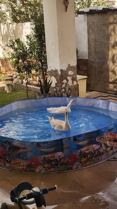 duck for sale