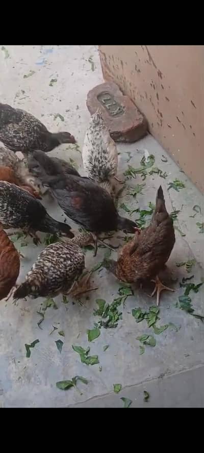 Desi Murghay and Murghi available