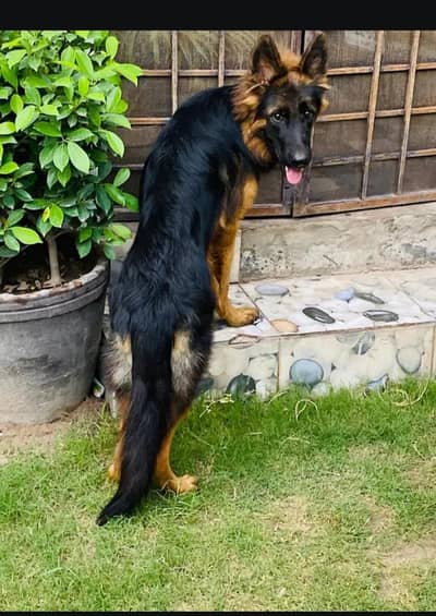 German Shepherd