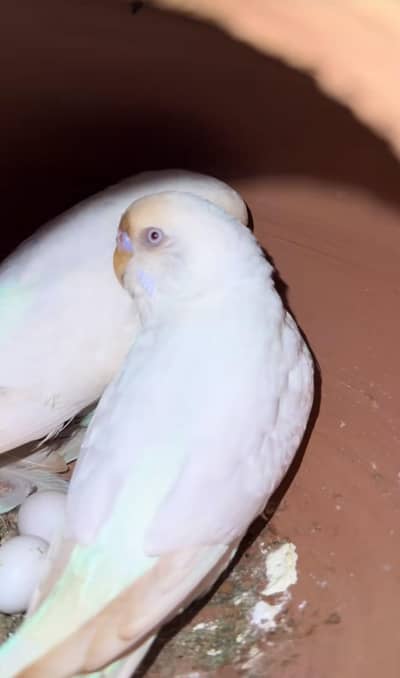 Paper white red eyes  breeder pair 3 breed ka liya ready ha