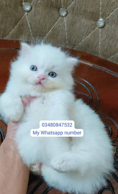 Persian kittens for sale