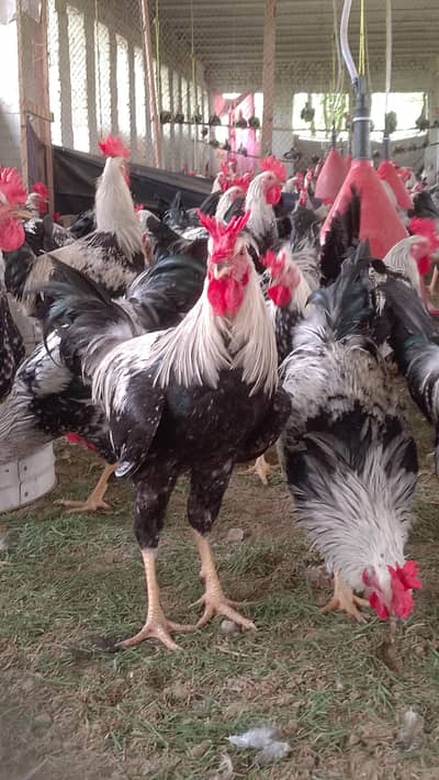 Dhandharvi Breed
