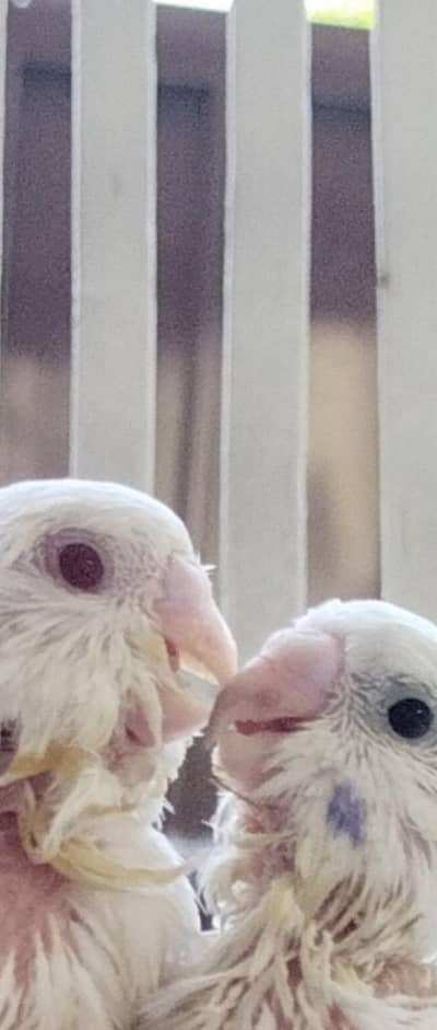 budgie chicks