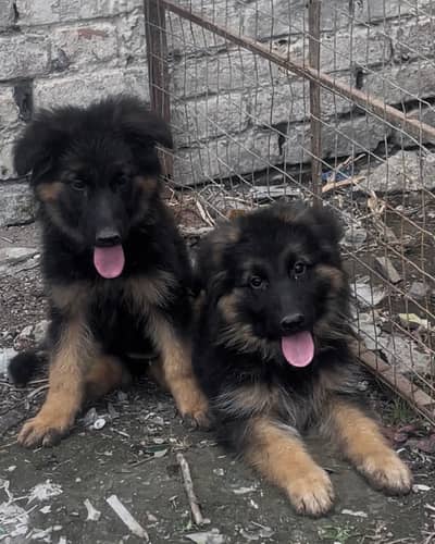 Germen shephered puppies available for sale