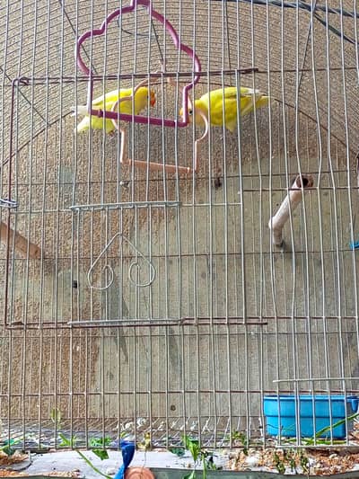 lovebirds