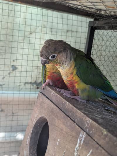 Yellow Sided Canour Pair