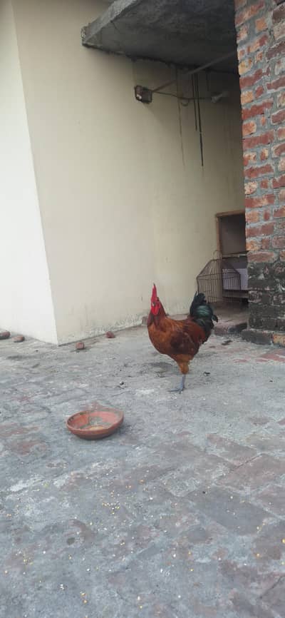 Golden heavy weight full active king size murga
