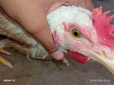 Best hen don't even bite
