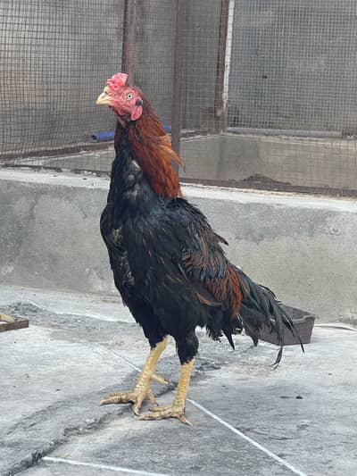 Lakha Aseel murgha