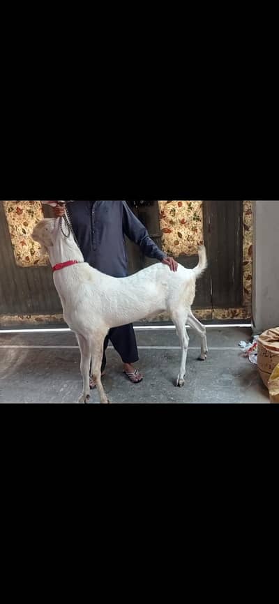 Rajan Puri Breeder Fresh 4 Dant