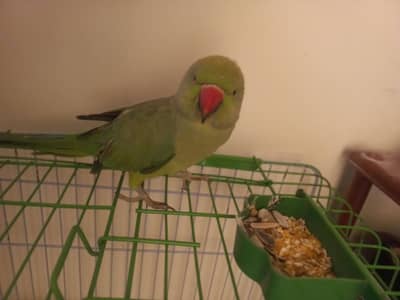 talking parrot  beautiful