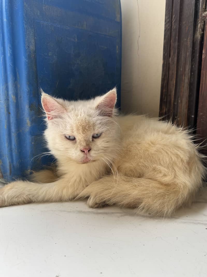 Persian cat 0
