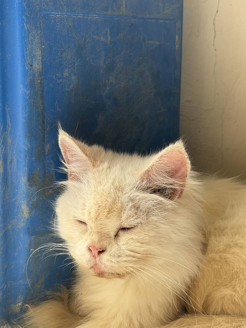 Persian cat 1