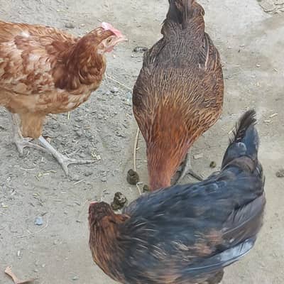 murgiya 03128126401