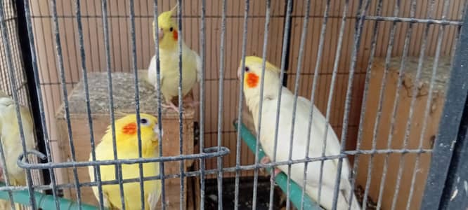 Cockatiel Parrots Available