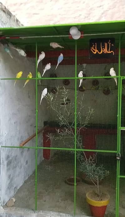 Australian parrots colony