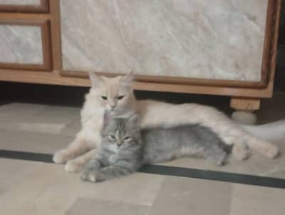 2 kittens female and 1 adult vaccinated cat for sale