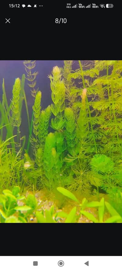 Aquarium Aquatic plants and aquarium plants