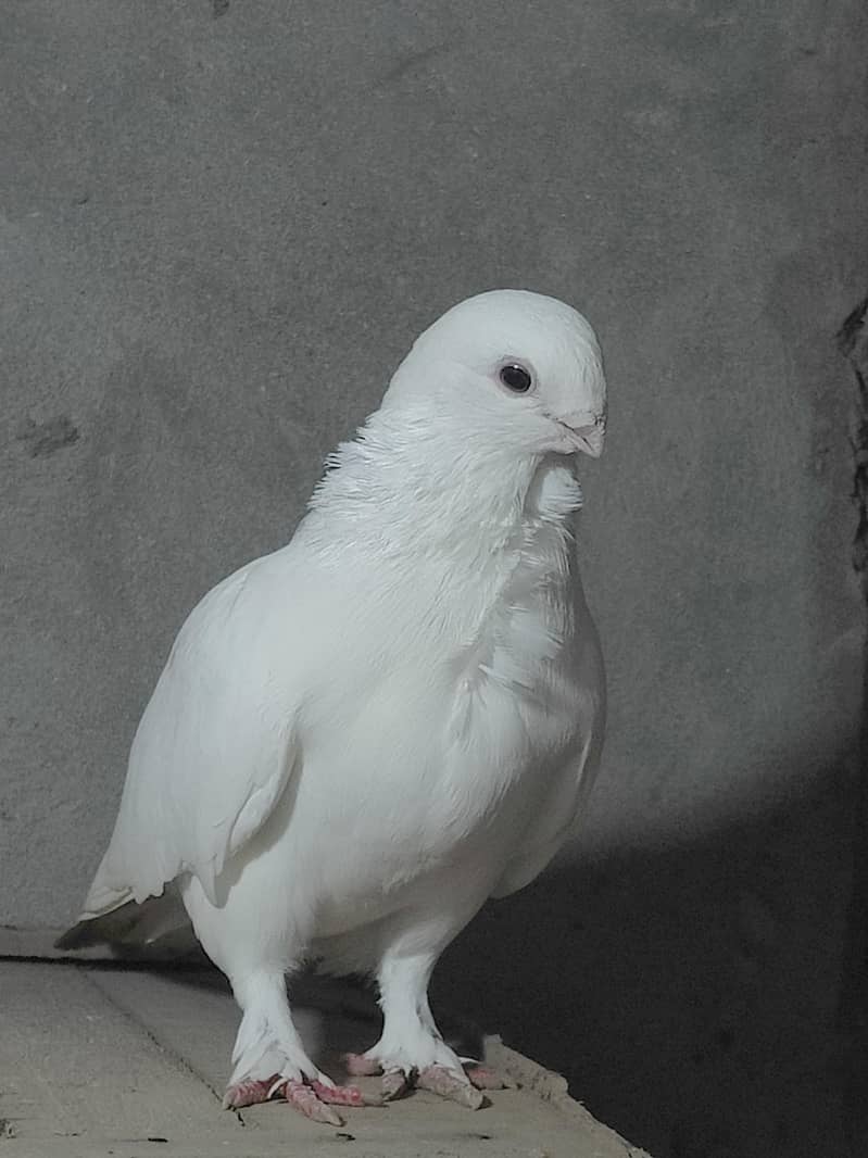 Fancy Pegions 2