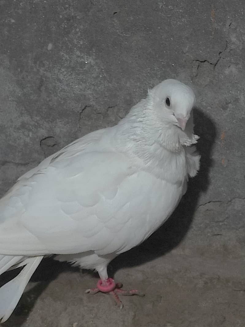 Fancy Pegions 3