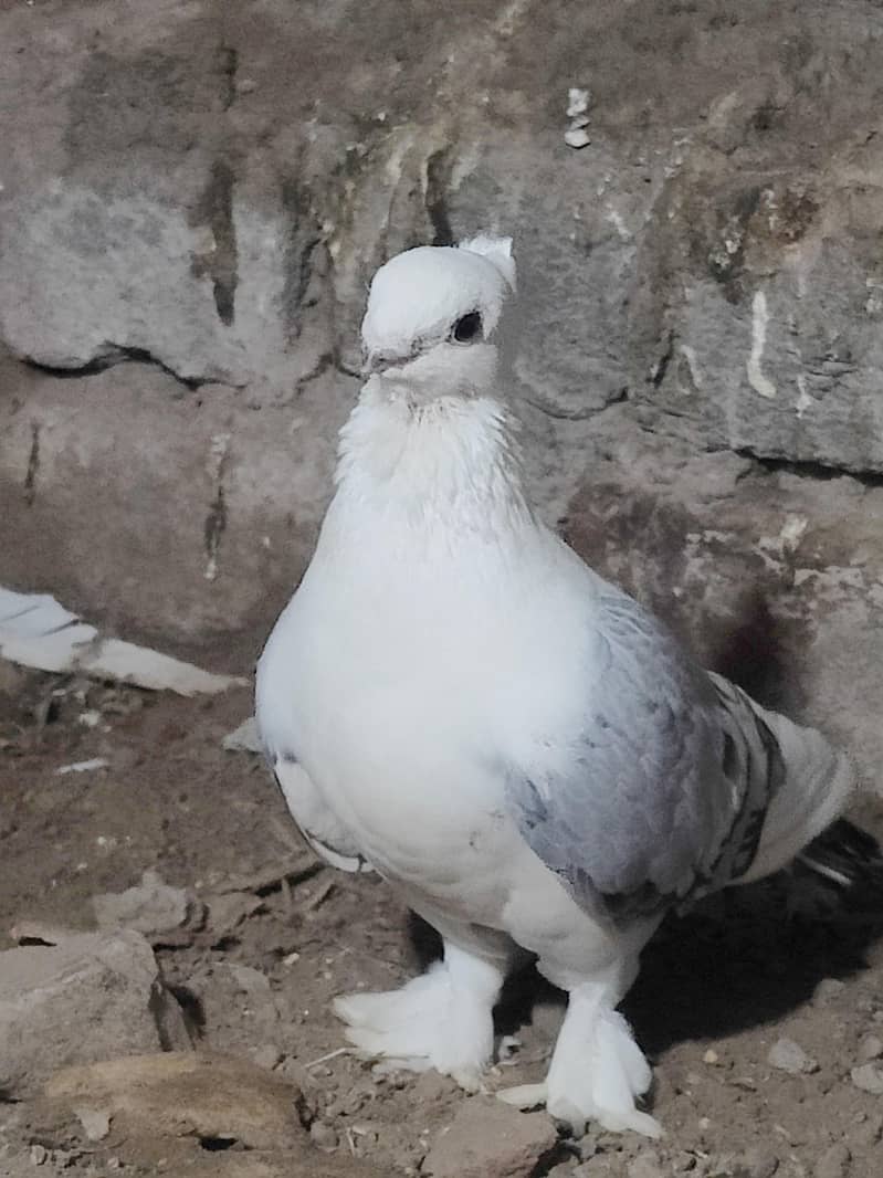 Fancy Pegions 5