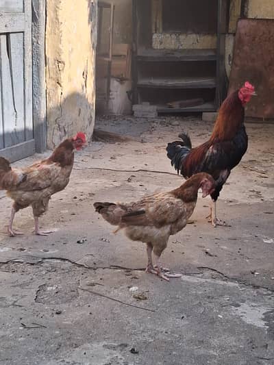 desi pair