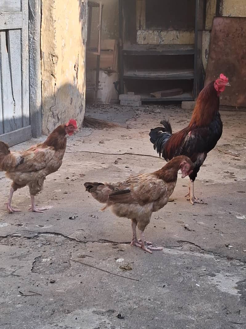 desi pair 0