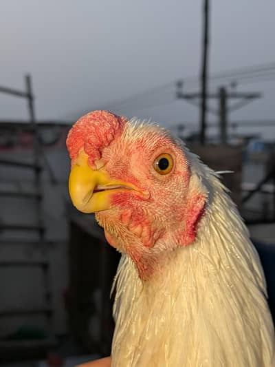 indeon parrot beak long tail aseel