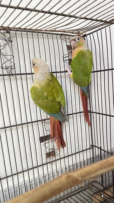 Beautiful conure