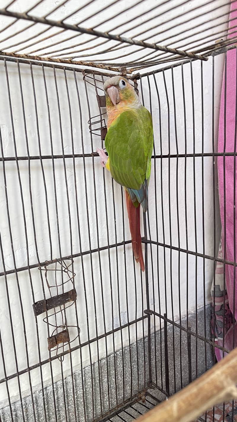 Beautiful conure 1