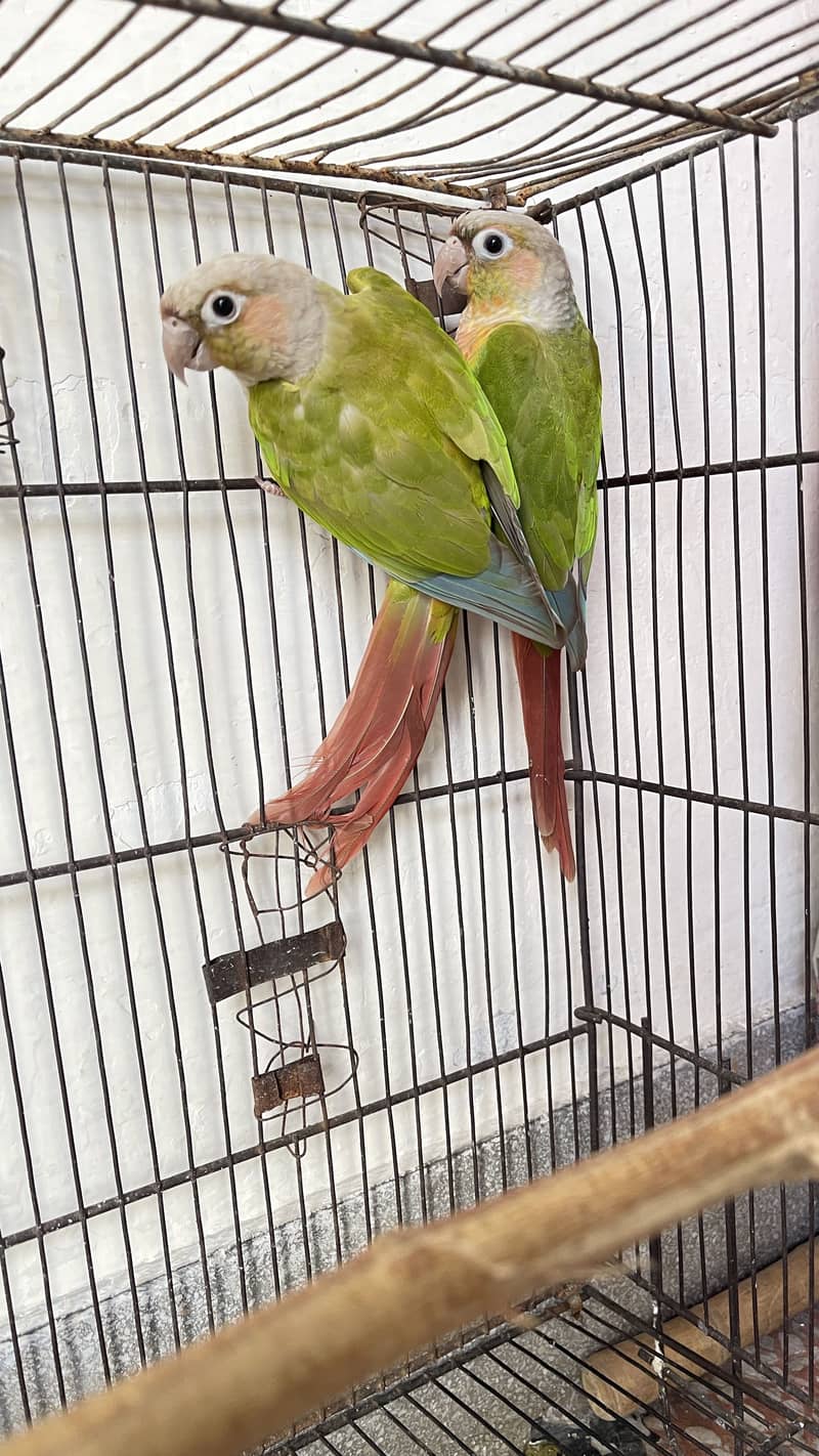 Beautiful conure 2