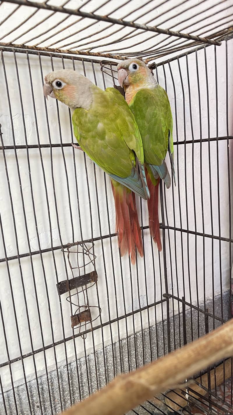 Beautiful conure 3