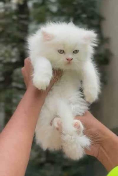 Persian cat urgent sale