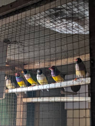 Common Goldian & lutino goldian finches