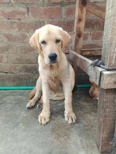 British Labrador female puppy