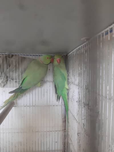Green Ringneck Breeding pair