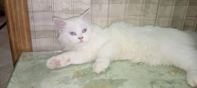 Persian Cat Pet