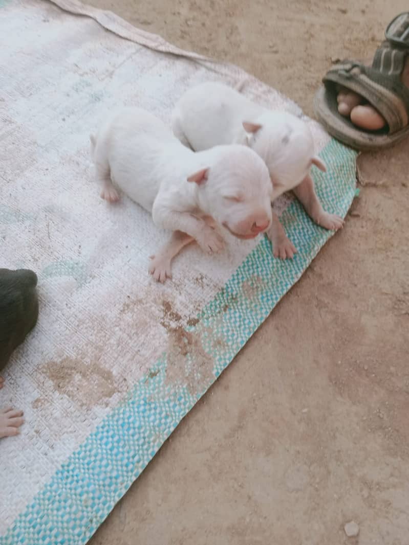 آچھے اور صحت مند بچھے 2