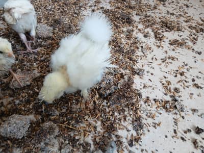 Lohmanbrown hens // Silkie chicks // Light Sussex
