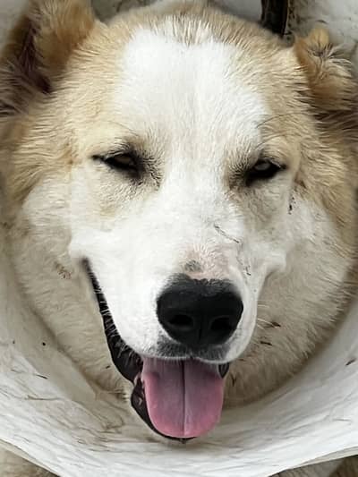purebred bakharwal dog