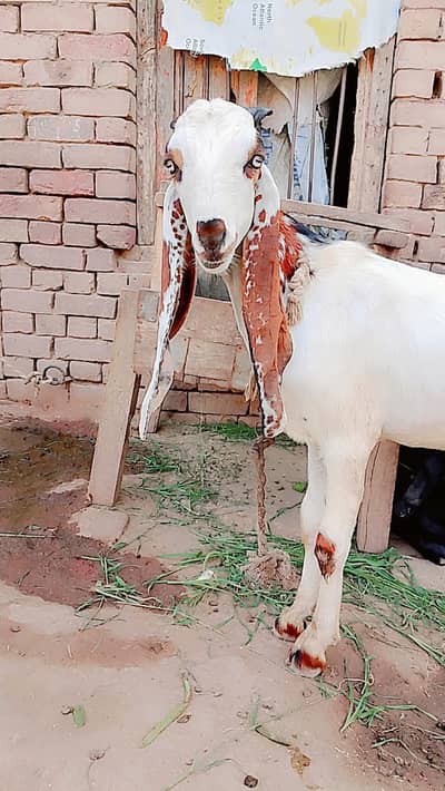 Desi Bakra