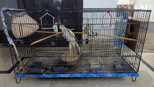 Cockatiel pair with one female budgie
