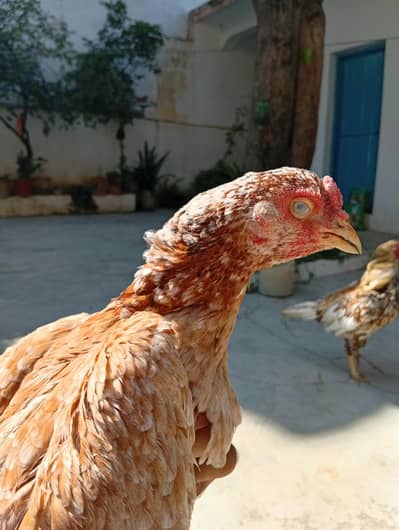 mugiyon ka jora
