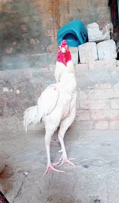 paper white heera